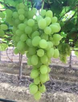 Um fato inédito: O mercado brasileiro ganha a primeira uva 100% Nordestina