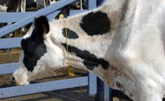 A importância do controle e manejo correto dos carrapatos no rebanho bovino