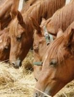 Os cavalos também podem ser acometidos de úlceras gástricas