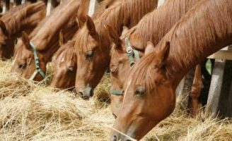 Os cavalos também podem ser acometidos de úlceras gástricas