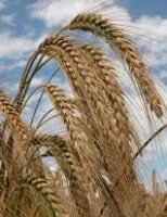 Orientações para evitar os riscos climáticos no cultivo de cevada