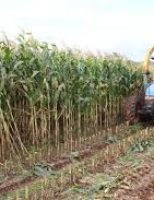 Fim da colheita do milho registra recorde de produtividade