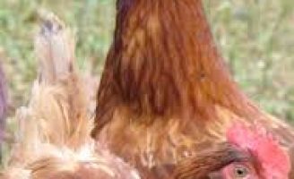 Estudo em carcaças de aves pode resultar em produção de diesel verde