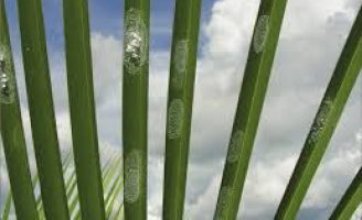Dicas para o controle biológico do ataque da mosca-branca do coqueiro