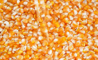 O agricultor nordestino tem tradição de conservar as sementes crioulas