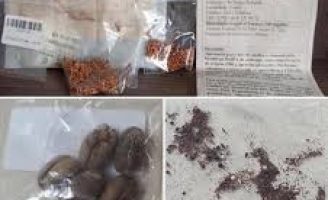 Sementes vindas da Ásia estavam contaminadas por fungos, bactérias e ácaro
