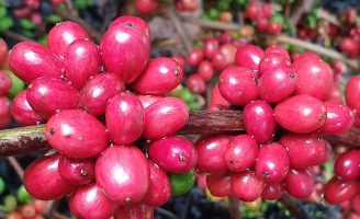 Produtores de café ganham reforço nas linhas de crédito para recuperação de cafezais