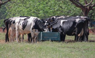 Pesquisas mostram que as vacas podem dar mais leite comendo menos