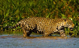 Uma espécie-símbolo do Brasil, exige medidas de proteção para evitar risco de extinção