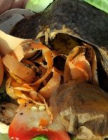 Prática de compostagem pode render mais para o agricultor e oferecer produção de alimentos saudáveis