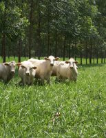 Uma análise da sustentabilidade para crescimento da pecuária