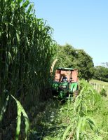 O pecuarista precisa saber a hora certa de produzir comida para o rebanho enfrentar a seca