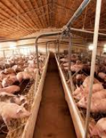 Produtores de carne suína estão vendendo mais para o exterior