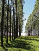 Encontro quer popularizar o uso de árvore em sistemas integrados de produção