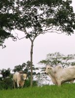 Arborizar as pastagens oferece melhor qualidade no desempenho do rebanho