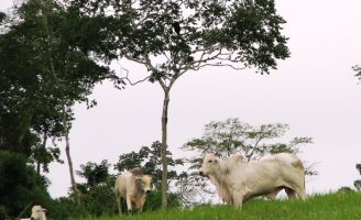 Arborizar as pastagens oferece melhor qualidade no desempenho do rebanho