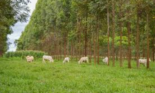 <h2><a href="https://nordesterural.com.br/cientistas-confirmam-arvore-no-campo-significa-menos-doencas-na-lavoura/">Cientistas confirmam: &aacute;rvore no campo significa menos doen&ccedil;as na lavoura</a></h2>Est&aacute; confirmado atrav&eacute;s de estudos que o componente florestal reduz a sobreviv&ecirc;ncia de pat&oacute;genos no solo e a intensidade de doen&ccedil;as foliares. Isso quer dizer que os sistemas integrados de