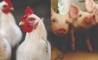 Apesar de toda crise, as projeções indicam bom desempenho da avicultura e a suinocultura em  2020