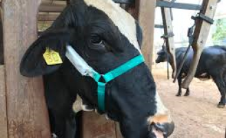 Já é possível ouvir as vacas para saber se elas estão vivendo em conforto térmico para garantir mais produtividade
