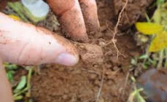 A biodiversidade do solo no mundo