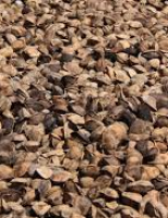 A boa secagem da castanha-do-brasil impede o aparecimento de fungos para consumo humano