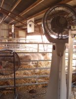 Climatizadores ajudam a melhorar o desempenho produtivo e o bem-estar dos animais