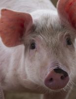 Criadores de porcos terão que cumprir regras de bem-estar animal