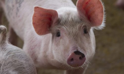 <h2><a href="https://nordesterural.com.br/criadores-de-porcos-terao-que-cumprir-regras-de-bem-estar-animal/">Criadores de porcos ter&atilde;o que cumprir regras de bem-estar animal</a></h2>As regras estabelecidas pelo Governo Federal v&atilde;o beneficiar mais de 42 milh&otilde;es de porcos do criat&oacute;rio nacional. A Prote&ccedil;&atilde;o Animal Mundial, organiza&ccedil;&atilde;o n&atilde;o-governamental que atua em prol do bem-estar animal,