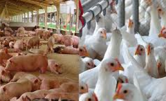 Previsão de crescimento para a produção de carne de porco, de frango e de ovos para 2021