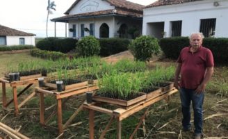 Produtor de cana em Pernambuco inova na utilização de mudas para aumentar produtividade
