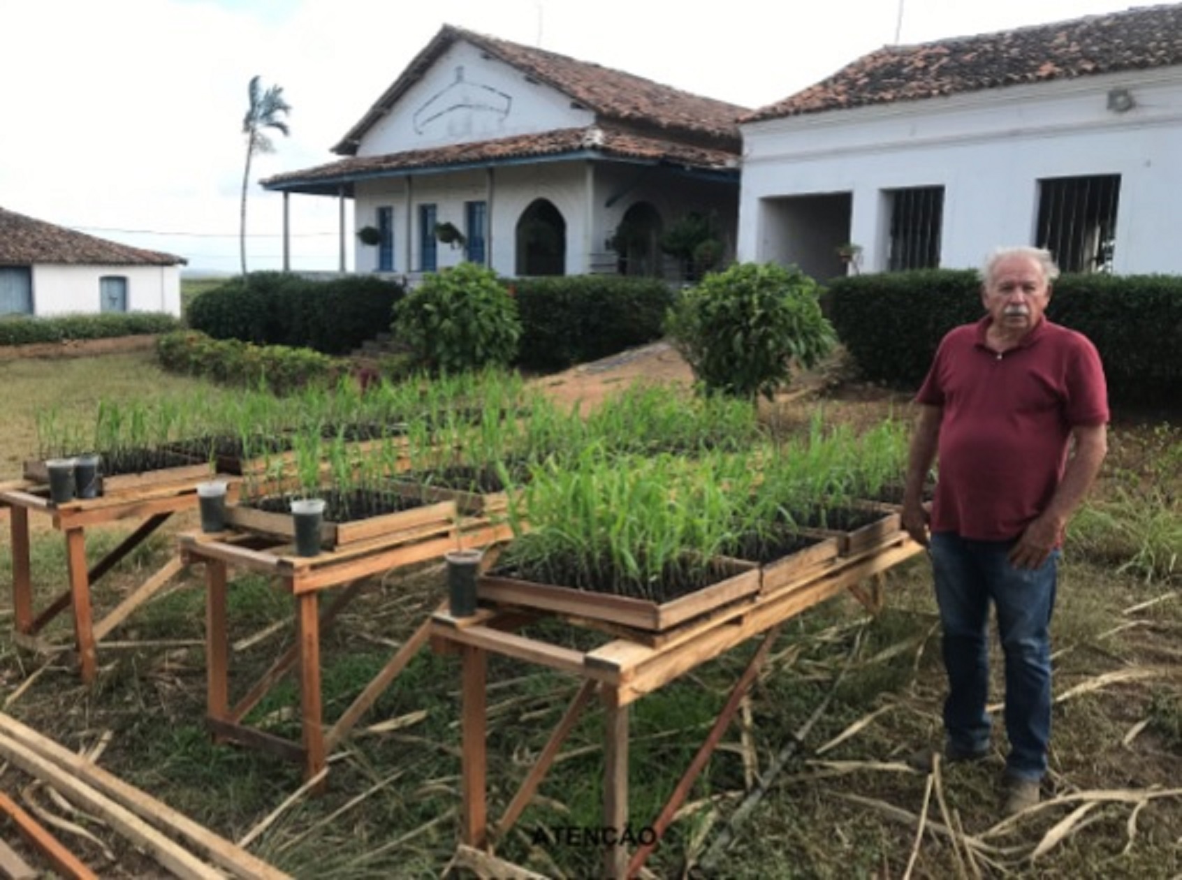 Produtor de cana em Pernambuco inova na utilização de mudas para aumentar produtividade