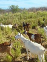 Dicas de manejo para melhorar e fortalecer a criação de caprinos e ovinos
