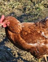 Uma nutrição de qualidade melhora a produção de ovos das galinhas poedeiras