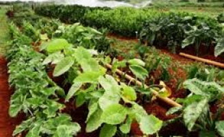 Um trabalho de pesquisa para recuperar o cultivo de hortaliças não-convencionais