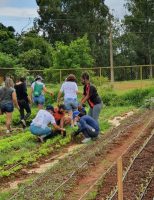 Pequenos espaços urbanos podem ser transformados em fazendas verticais para cultivo de hortaliças