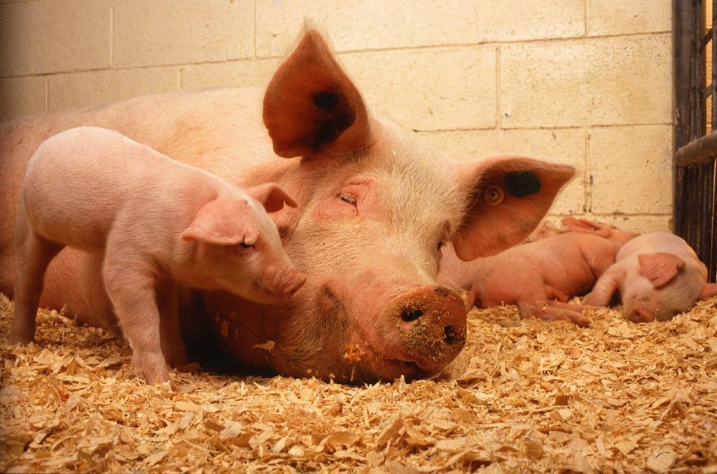 O desmame dos leitões exige cuidados e melhoria na suplementação alimentar