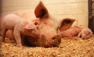 O desmame dos leitões exige cuidados e melhoria na suplementação alimentar