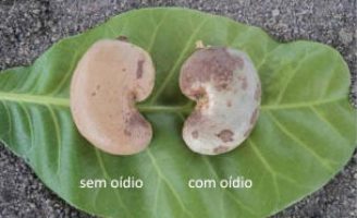 Aprenda a identificar o ataque do oídio nas plantações de caju