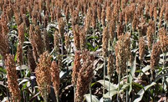 Produtores de sementes podem requerer licenciamento de uma nova semente de sorgo mais produtivo