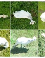 Cientistas aprimoram o uso de drones com câmeras inclinadas para acompanhar gado no pasto