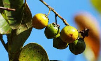 Pesquisadores identificam o potencial nutricional da fruta do murici