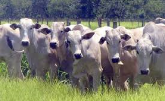 A leptospirose pode atacar o rebanho bovino nos períodos de muita chuva