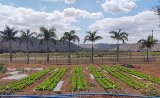 A reutilização de água para irrigar hortaliças passando por uma nova Estação de tratamento de esgoto