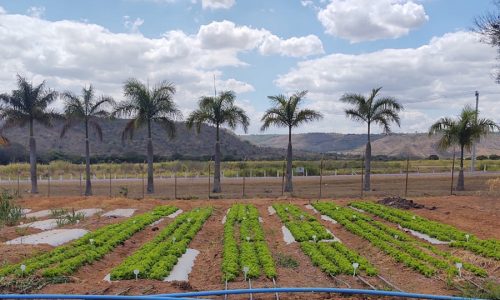 <h2><a href="https://nordesterural.com.br/a-reutilizacao-de-agua-para-irrigar-hortalicas-passando-por-uma-nova-estacao-de-tratamento-de-esgoto/">A reutiliza&ccedil;&atilde;o de &aacute;gua para irrigar hortali&ccedil;as passando por uma nova Esta&ccedil;&atilde;o de tratamento de esgoto</a></h2>Os pesquisadores da Embrapa obtiveram resultados parciais promissores ao analisar o padr&atilde;o de qualidade da &aacute;gua residu&aacute;ria a ser utilizada para irriga&ccedil;&atilde;o das plantas. Trata-se do primeiro passo no processo