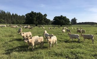 Uso de forrageiras especiais podem evitam desmatamento na Amazônia