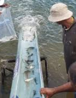 O Rio São Francisco ganha peixamento ao passar pelo estado de Sergipe