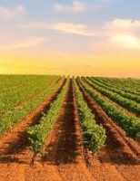 O Brasil é líder no consumo dos vinhos da região portuguesa do Alentejo