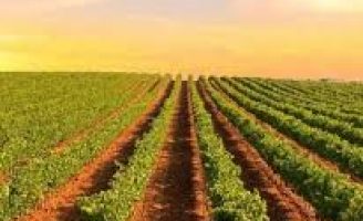 O Brasil é líder no consumo dos vinhos da região portuguesa do Alentejo