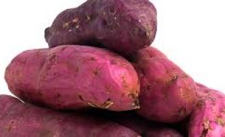 Uma semente de batata doce biofortificada chega ao mercado este mês