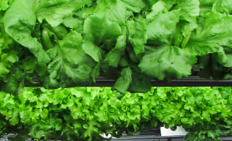 Sistema de produção de hortaliças indoor já tem oferta no mercado